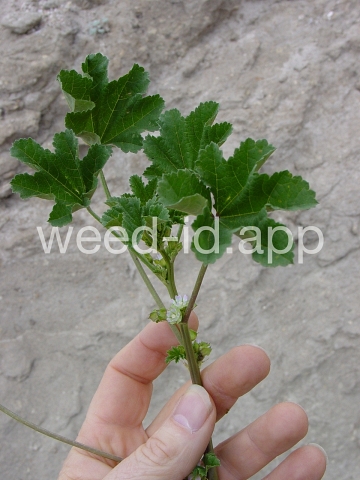 mallow, little